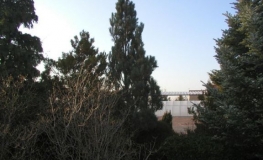 Pinus sylvestris 'Fastigiata' - sosna zwyczajna - Pinus sylvestris 'Fastigiata'