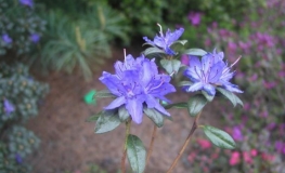 Lauretta - Kissen-Rhododendron - Lauretta - Rhododendron impeditum