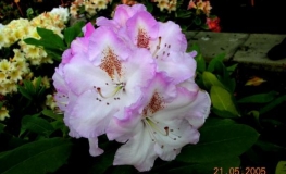 Mrs Charles Pearson griffithianum - Рододендрон гибридный - Mrs Charles Pearson griffithianum - Rhododendron hybridum