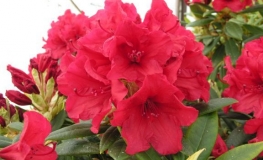 Vulcan griersonianum - Рододендрон гибридный - Vulcan griersonianum - Rhododendron hybridum