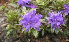 Azurwolke - Rhododendron ; Rhododendron Dwarf Hybrids - Azurwolke - Rhododendron hybridum