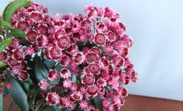 Kalmia latifolia 'Kaleidoskop' - kalmia szerokolistna - Kalmia latifolia 'Kaleidoskop'