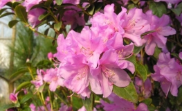P.J.M. Elite - Rhododendron dauricum - P.J.M. Elite - Rhododendron dauricum
