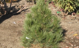 Pinus heldreichii 'Malinki' - sosna bośniacka - Pinus heldreichii 'Malinki' ; Pinus leucodermis