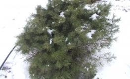 Pinus sylvestris 'Tabuliformis' - Cосна обыкновенная - Pinus sylvestris 'Tabuliformis'