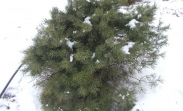 Pinus sylvestris 'Tabuliformis' - Waldkiefer - Scotch's Pine ; Scots Pine - Pinus sylvestris 'Tabuliformis'