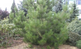 Pinus tabuliformis - sosna chińska - Pinus tabuliformis