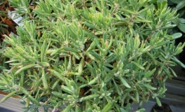 Andromeda polifolia 'Compacta' - modrzewnica zwyczajna - Andromeda polifolia 'Compacta'