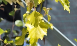 Betula pendula 'Schneverdinger Goldbirke' - Hänge-Birke ; Weiß-Birke  ; Sand-Birke - Betula pendula 'Schneverdinger Goldbirke'