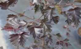 Betula pendula 'Purpurea' - brzoza brodawkowata - Betula pendula 'Purpurea'