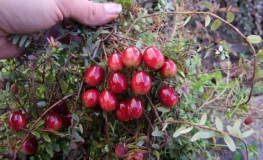 Vaccinium macrocarpon 'Macro Hoves' - Großfrüchtige Moosbeere - Vaccinium macrocarpon 'Macro Hoves'