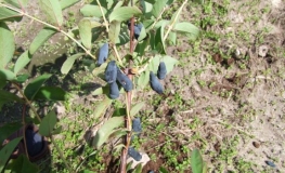 Lonicera kamtschatica 'Morena' - Blue honeysuckle ; Haskap - Lonicera kamtschatica 'Morena'