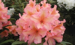 Orangina - różanecznik wielkokwiatowy - Orangina - Rhododendron hybridum