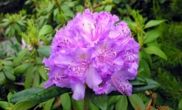 Alfred - Rhododendron Hybride - Alfred - Rhododendron hybridum