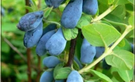 Lonicera kamtschatica 'Leningradski Velikan' - Kamtschatka-Heckenkirsche ; Maibeere ; Gimolost - Lonicera kamtschatica 'Leningradski Velikan'