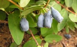 Lonicera kamtschatica 'T3' - Blue Honeysuckle ; Haskap - Lonicera kamtschatica 'T3'