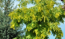 Robinia pseudoacacia Frisia - robinia akacjowa - Robinia pseudoacacia Frisia