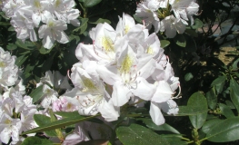 Album Novum - Рододендрон гибридный - Album Novum - Rhododendron hybridum