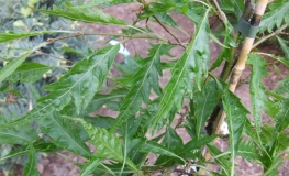 Fagus sylvatica 'Asplenifolia' - Farnblättrige Buche ; Gemeine Buche ; Rot-Buche - Fagus sylvatica 'Aspleniifolia'