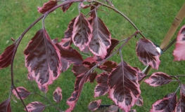 Fagus sylvatica 'Tricolor' - Gemeine Buche ; Rot-Buche - Fagus sylvatica 'Tricolor'