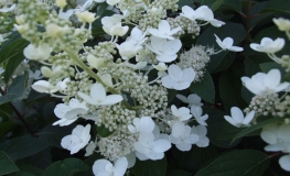 Hydrangea paniculata 'Tardiva' - Panicle hydrangea - Hydrangea paniculata 'Tardiva'