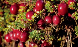 Vaccinium macrocarpon 'Red Star' - żurawina wielkoowocowa - Vaccinium macrocarpon 'Red Star'