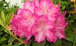 Sternzauber - różanecznik wielkokwiatowy - Sternzauber - Rhododendron hybridum