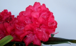 Władysław Jagiełło ROYAL RED PBR - Рододендрон гибридный - Rhododendron hybridum 'Władysław Jagiełło Royal Red' PBR ROYAL RED