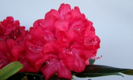 Władysław Jagiełło ROYAL RED PBR - Rhododendron Hybride - Rhododendron hybridum 'Władysław Jagiełło Royal Red' PBR ROYAL RED