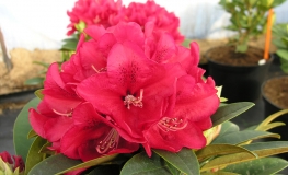 Brisanz - haematodes-hybr. - różanecznik wielkokwiatowy - Brisanz - Rhododendron hybridum
