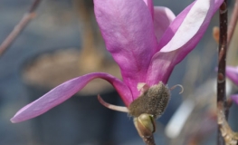 Jane - magnolia - Jane - Magnolia