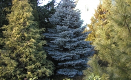 Picea pungens 'Glauca Compacta' - Eль колючая - Picea pungens 'Glauca Compacta'