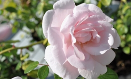 New Dawn - Climbing Rose - Rosa New Dawn