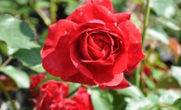 Paul's Scarlet Climber - Schlingrose - Rosa Paul's Scarlet Climber