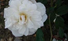 Schneewitchen - róża parkowa - Rosa Schneewitchen