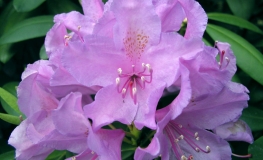 Catawbiense Grandiflorum - Rhododendron - Catawbiense Grandiflorum - Rhododendron