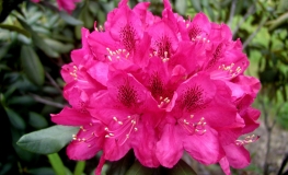 Nova Zembla - różanecznik wielkokwiatowy - Nova Zembla - Rhododendron hybridum