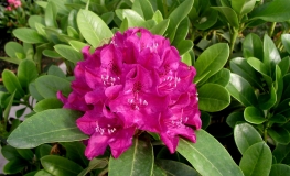 Old Port - Рододендрон гибридный - Old Port - Rhododendron hybridum
