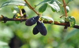 Lonicera kamtschatica 'T5' - Blue Honeysuckle- Haskap - Lonicera kamtschatica 'T5'