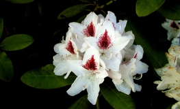 Schneeauge - różanecznik wielkokwiatowy - Schneeauge - Rhododendron hybridum