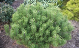 Pinus mugo var. pumilio - kosodrzewina - Pinus mugo var. pumilio