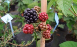 Rubus fruticosus Thornfree - Blackberry - Rubus fruticosus Thornfree