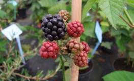 Rubus fruticosus Thornfree - Brombeere - Rubus fruticosus Thornfree