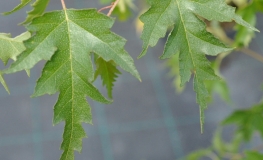 Betula pendula 'Dalecarlica' - brzoza brodawkowata - Betula pendula 'Dalecarlica'