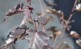 Betula pendula 'Royal Frost' - brzoza brodawkowata - Betula pendula 'Royal Frost'