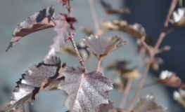 Betula pendula 'Royal Frost' - Hänge-Birke ; Weiß-Birke  ; Sand-Birke - Betula pendula 'Royal Frost'