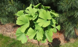 Ginkgo biloba 'Mariken' - miłorząb dwuklapowy - Ginkgo biloba 'Mariken'