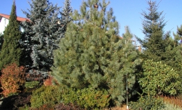 Pinus koraiensis - sosna koreańska - Pinus koraiensis