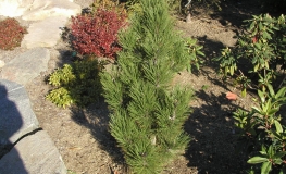 Pinus heldreichii 'Horak' - Cосна гельдрейха  ; Cосна белокорая - Pinus heldreichii 'Horak' -  Pinus leucodermis