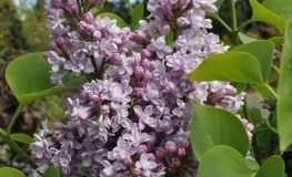 Syringa vulgaris 'Charles Joly' - Lilac - Syringa vulgaris 'Charles Joly'